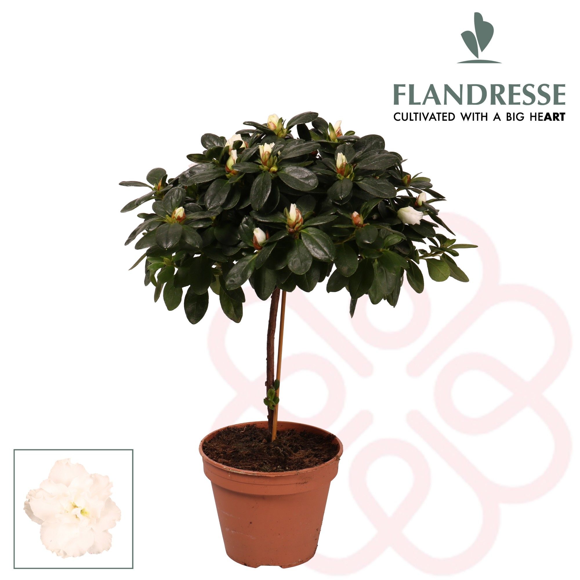 Azalea Flandresse® stam 'wit' 20 - 22 cm, D 13