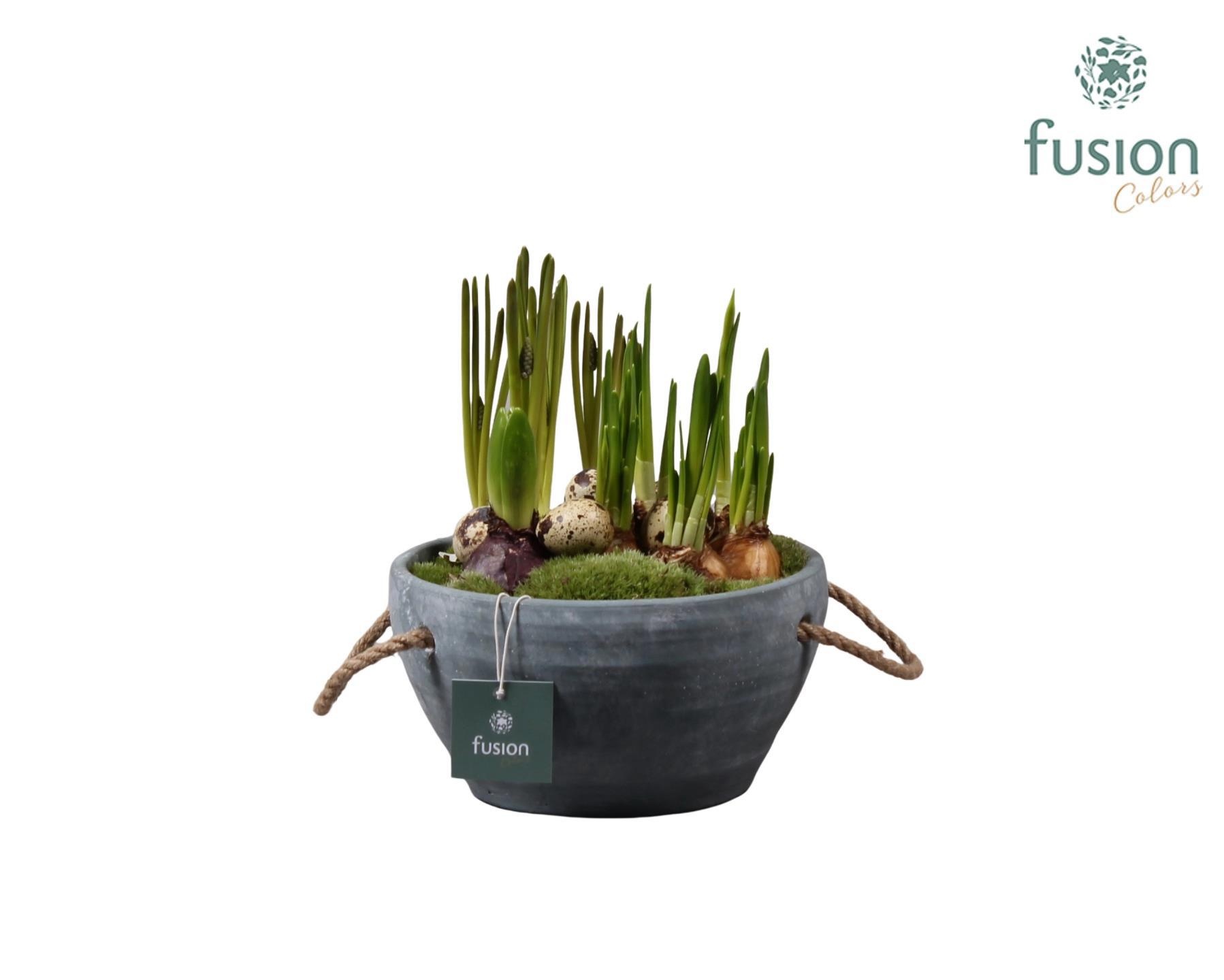 Cement pot met handvaten en Bollenmix, D 18