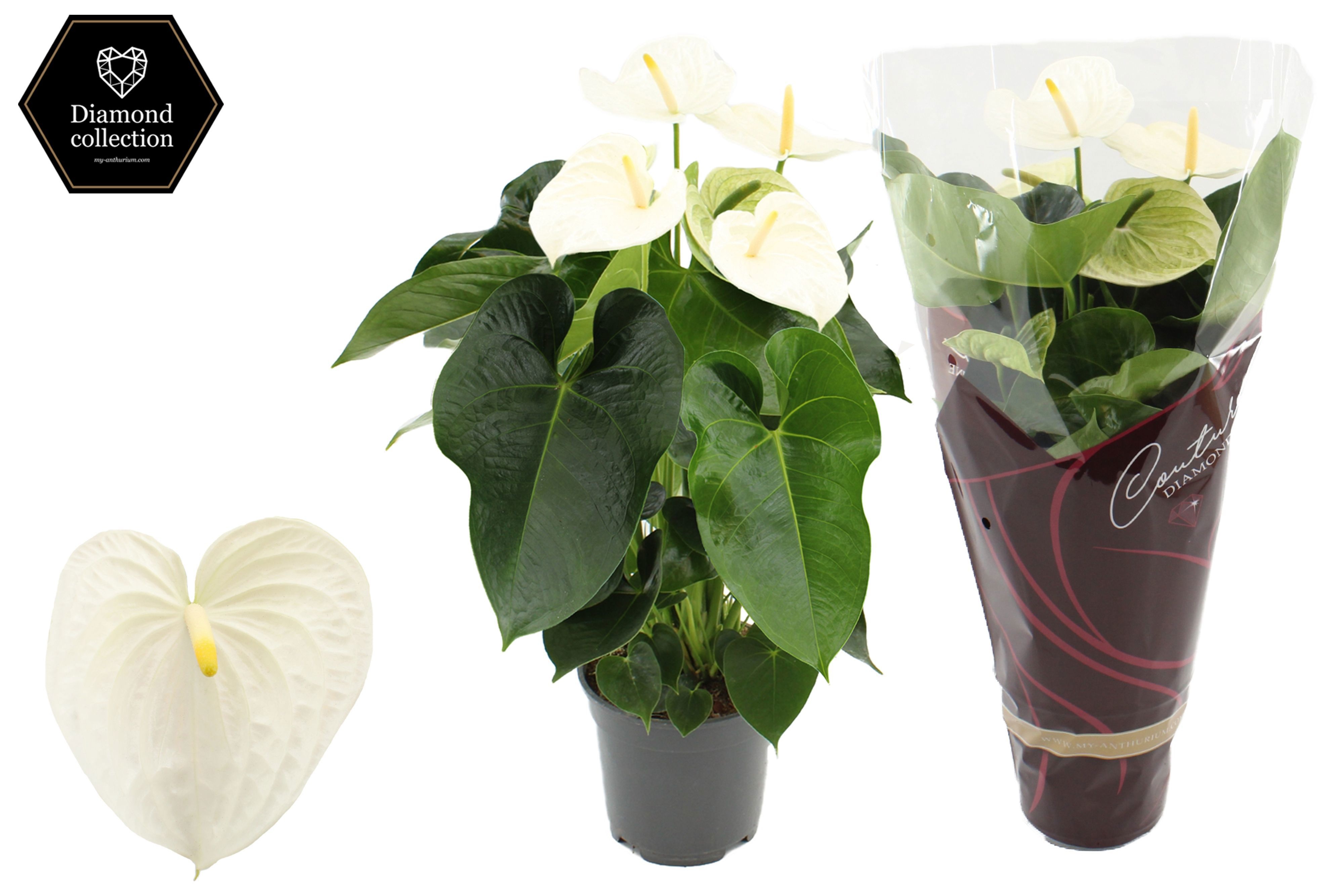 Anthurium 17 cm Alpine in Couture Diamond sleeve, D 17