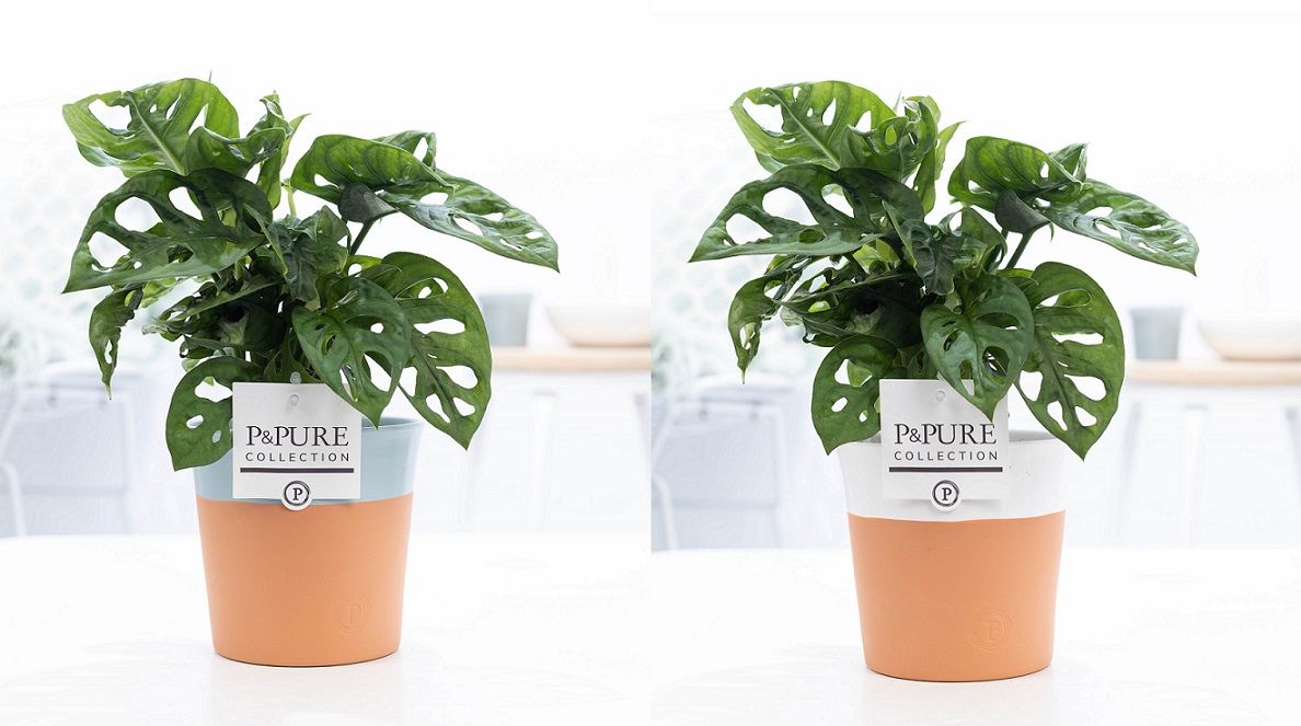 Monstera Adansonii in P&PURE Terra Cotta 4 ass. 2, D 12