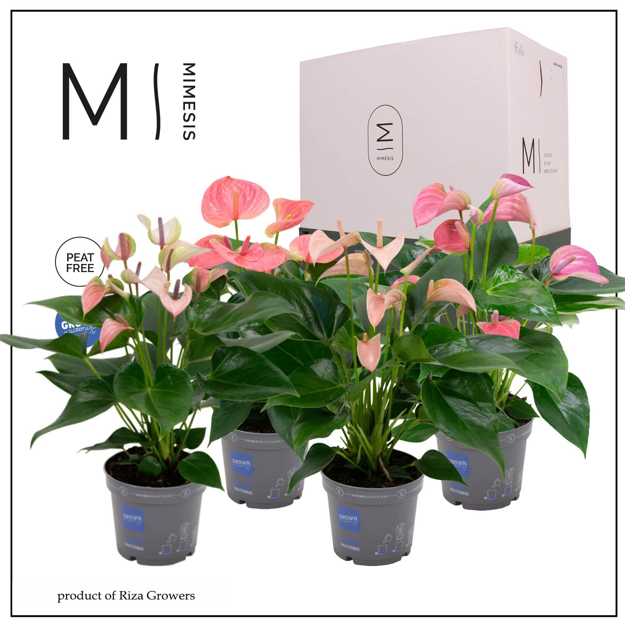 Mimesis Anthurium KARMA Pink Mix - 12cm, D 12