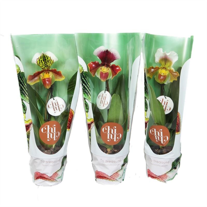 Paphiopedilum p12 USA hybride 1 scheut - ChiChi, D 12