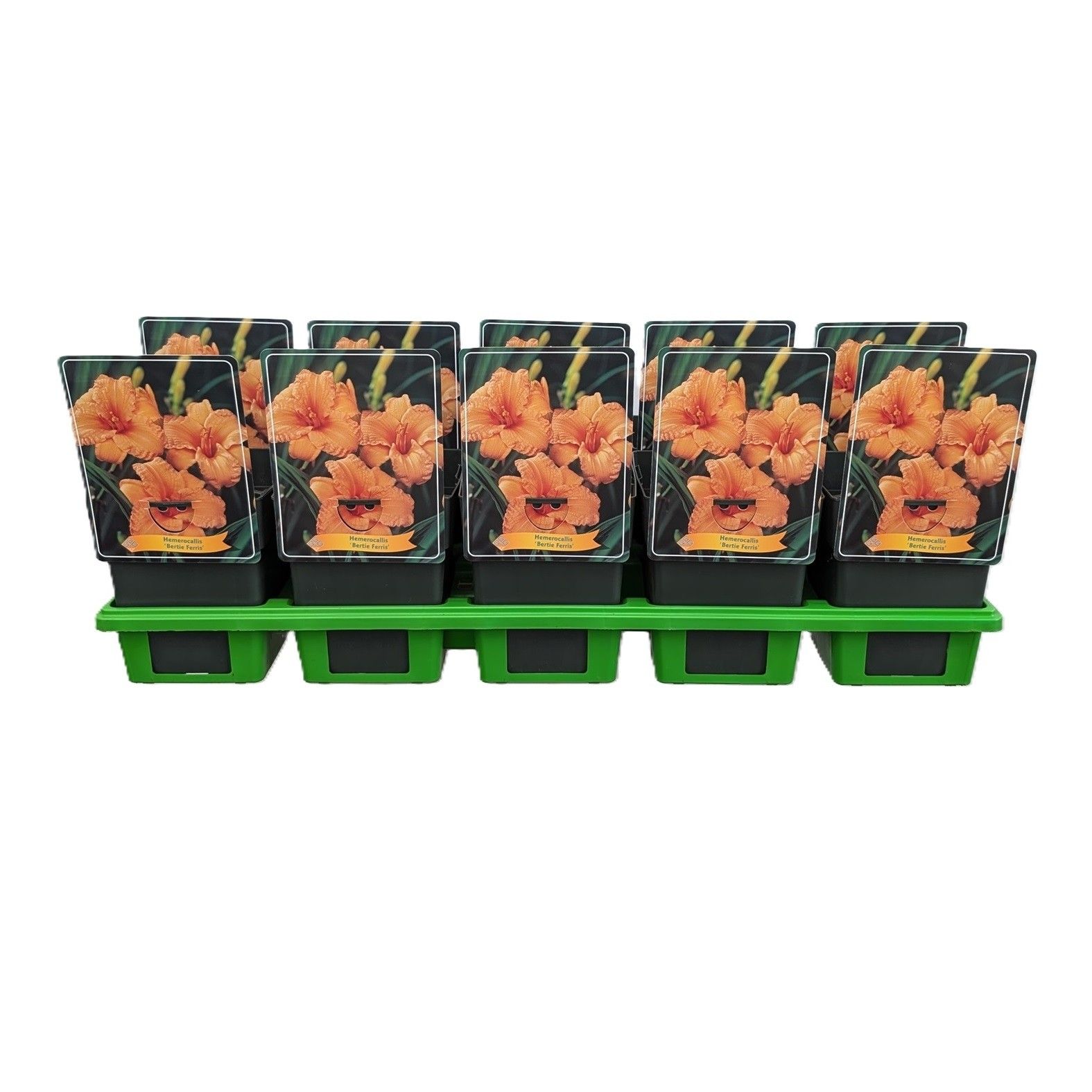 Hemerocallis 'Bertie Ferris' P11, D 11