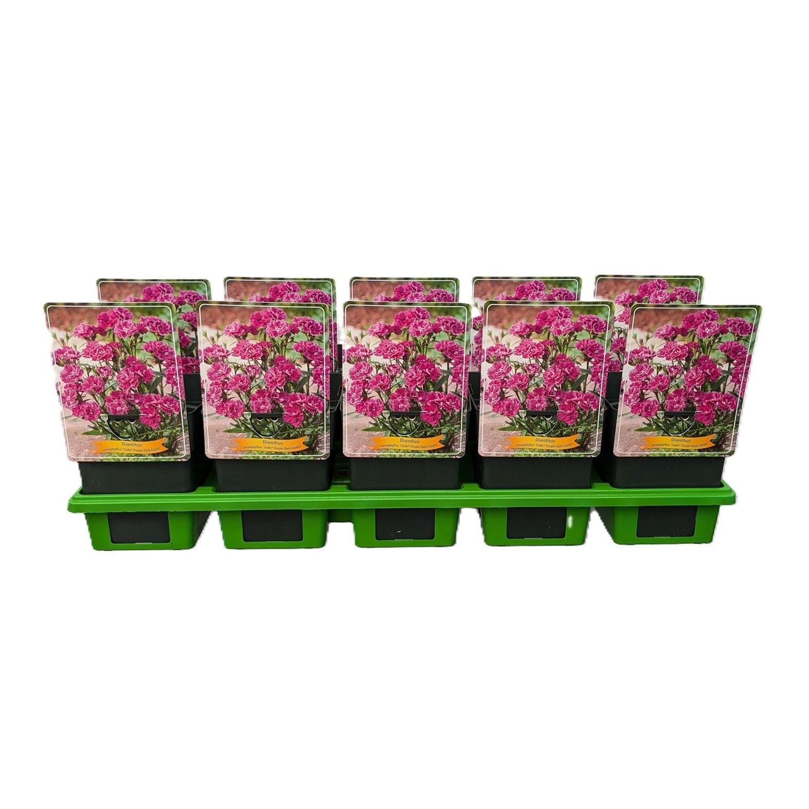 Dianthus caryophyllus Code ® 'Purple Dark Center' P11, D 11