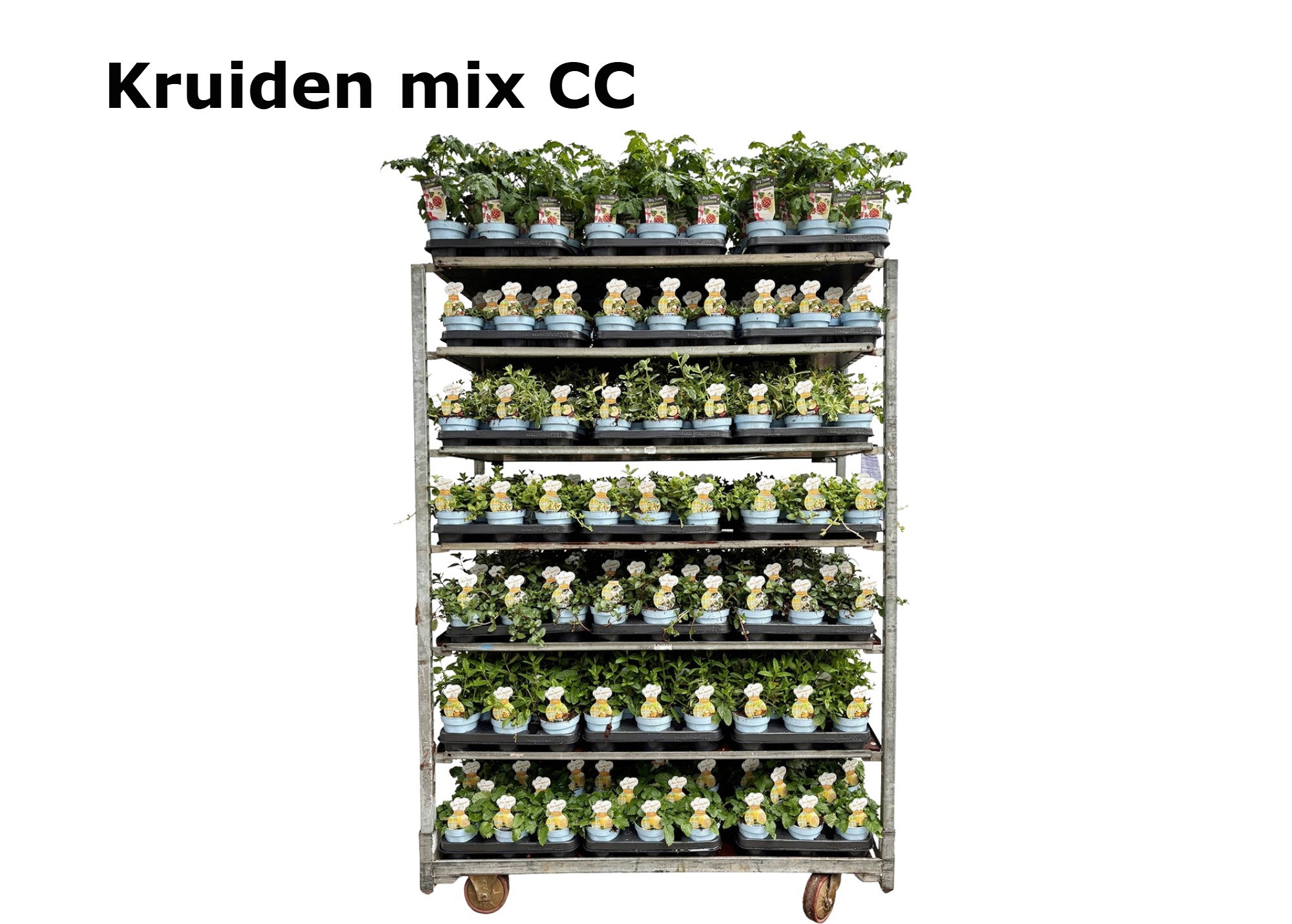 Kruiden 12 cm op soort tray afname per volle Mix CC kruiden, D 12