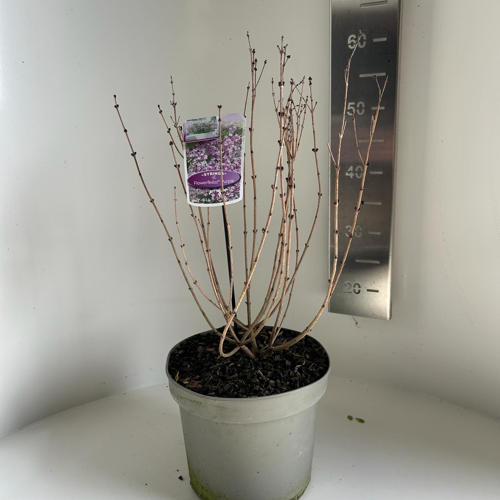 Syringa meyeri flowerfesta purple, D 23