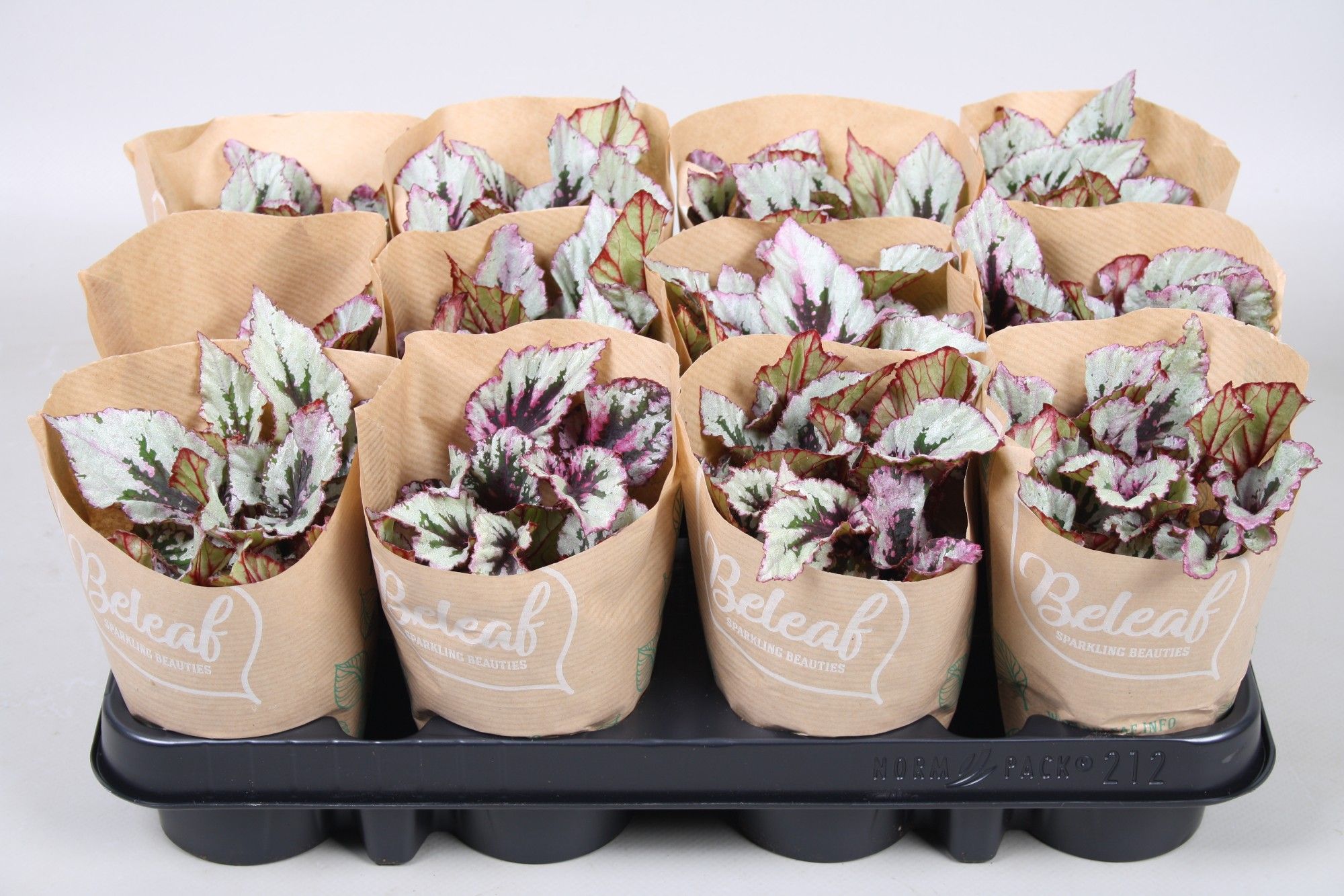 Bladbegonia Beleaf mix 9cm, D 9