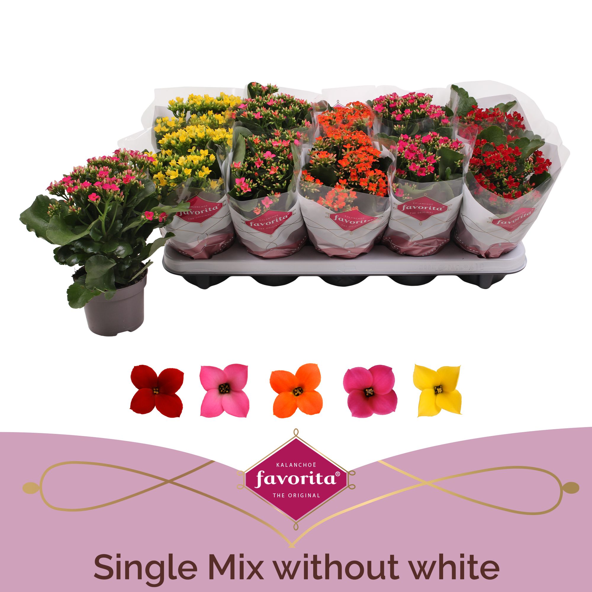 Kalanchoe Favorita 5 colour mix - No white - st 1, D 10,5
