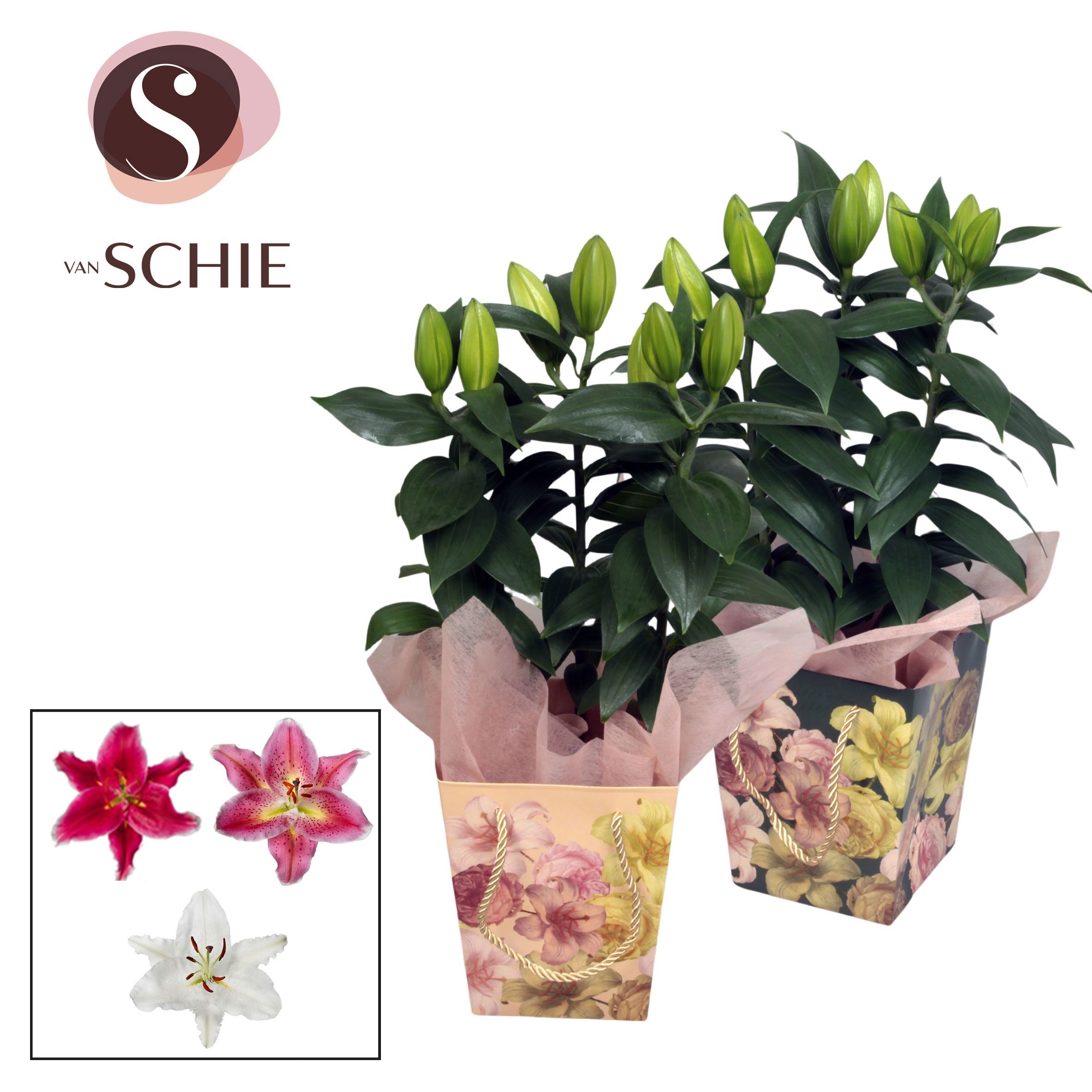 Oriental 13cm Bag BLUSH mix, D 13