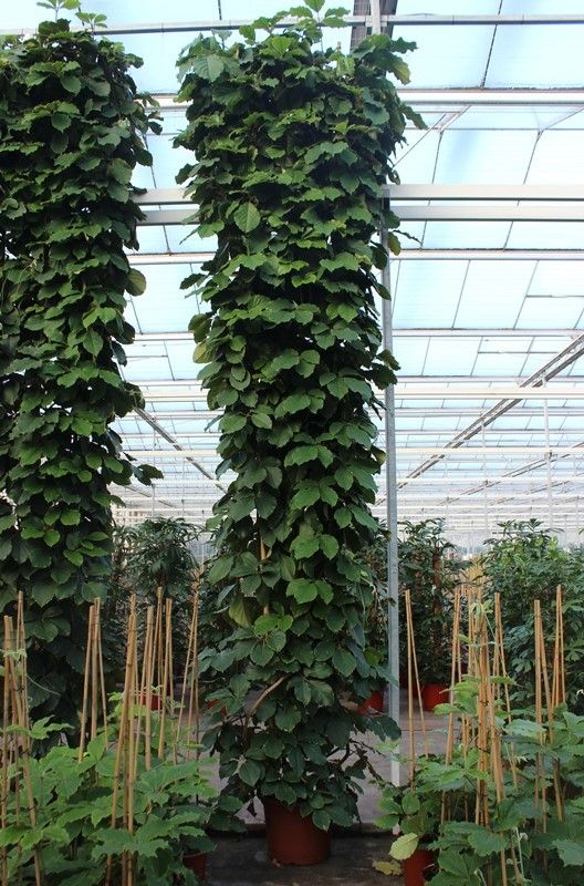 Tetrastigma voinierianum, D 50