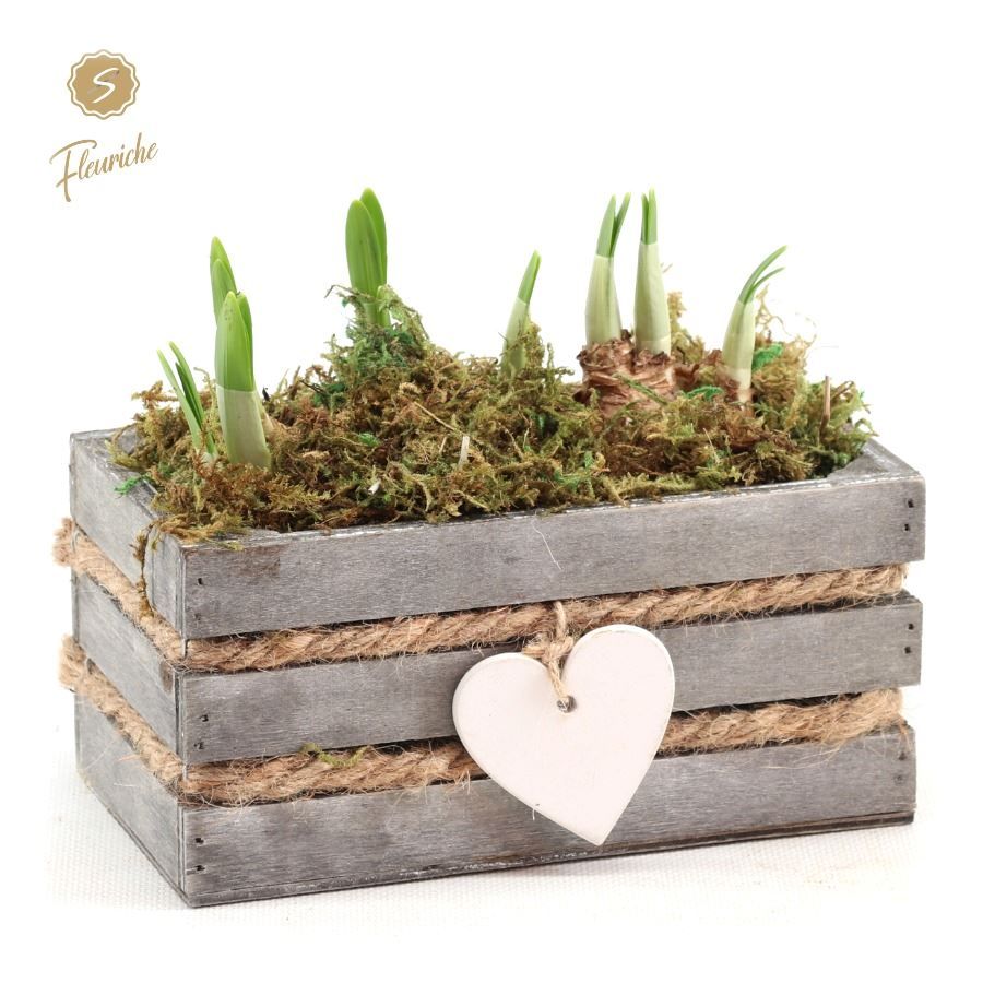 (DN490) Narcissus Julie [M] Mos, D 11