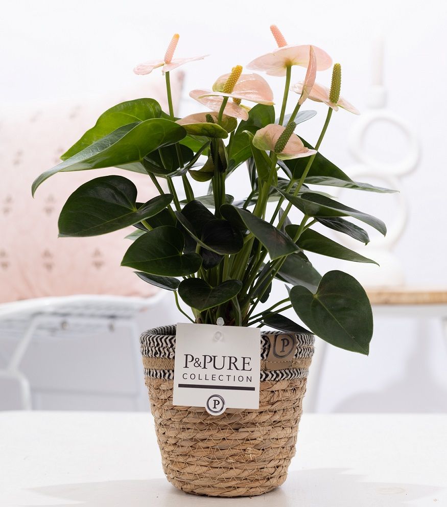 Anthurium pink (Spirit) in P&PURE Basket 6;, D 12