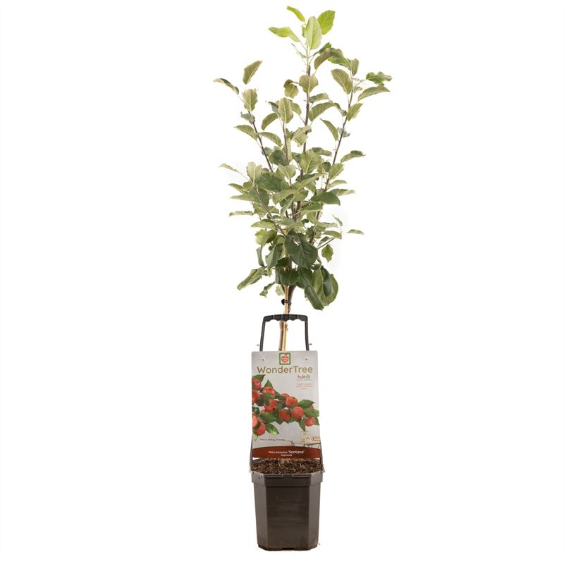 Wonder Tree Santana Allergie geschikte appel, D 24