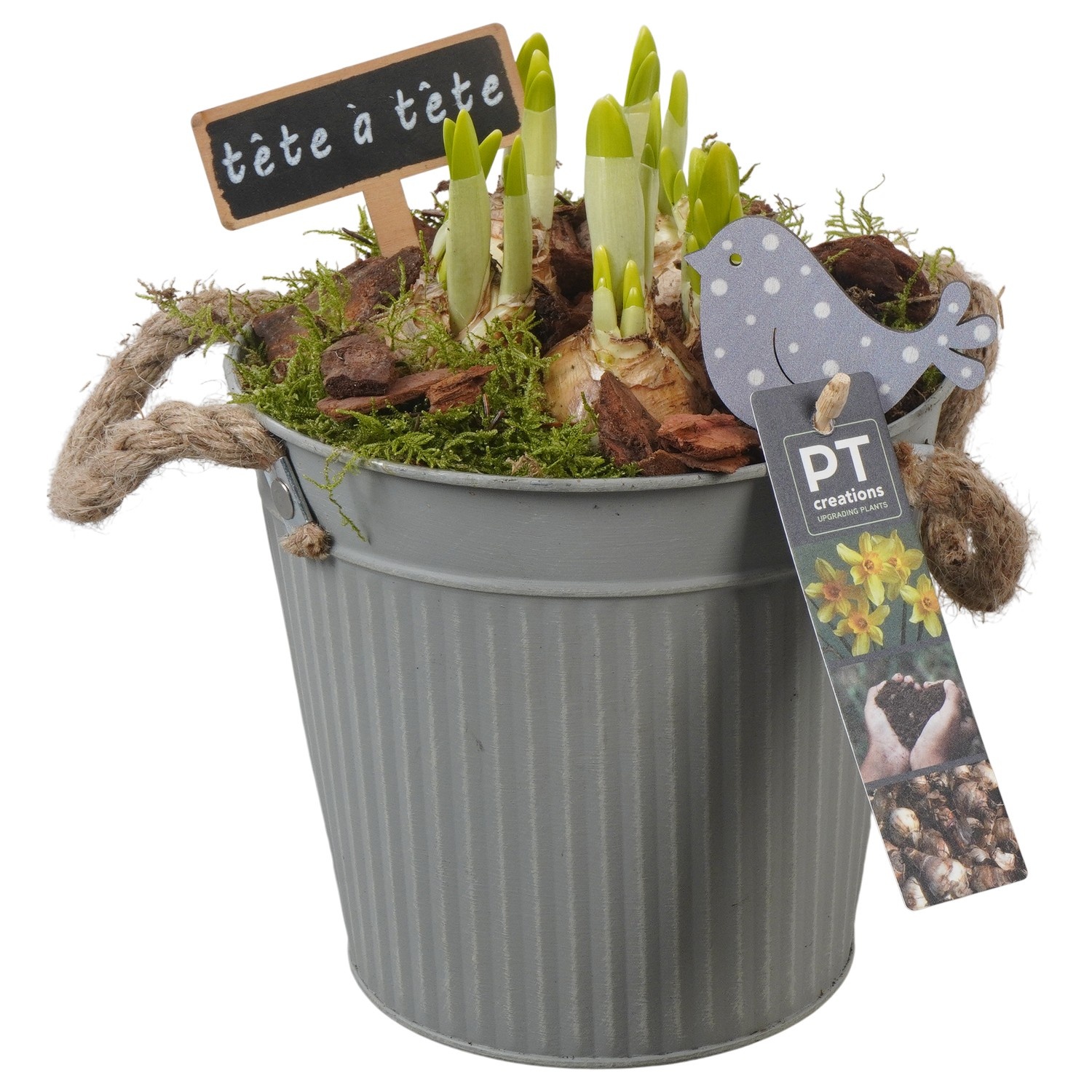 PTN8594 Arrangement Narcissus in zink pot, D 16