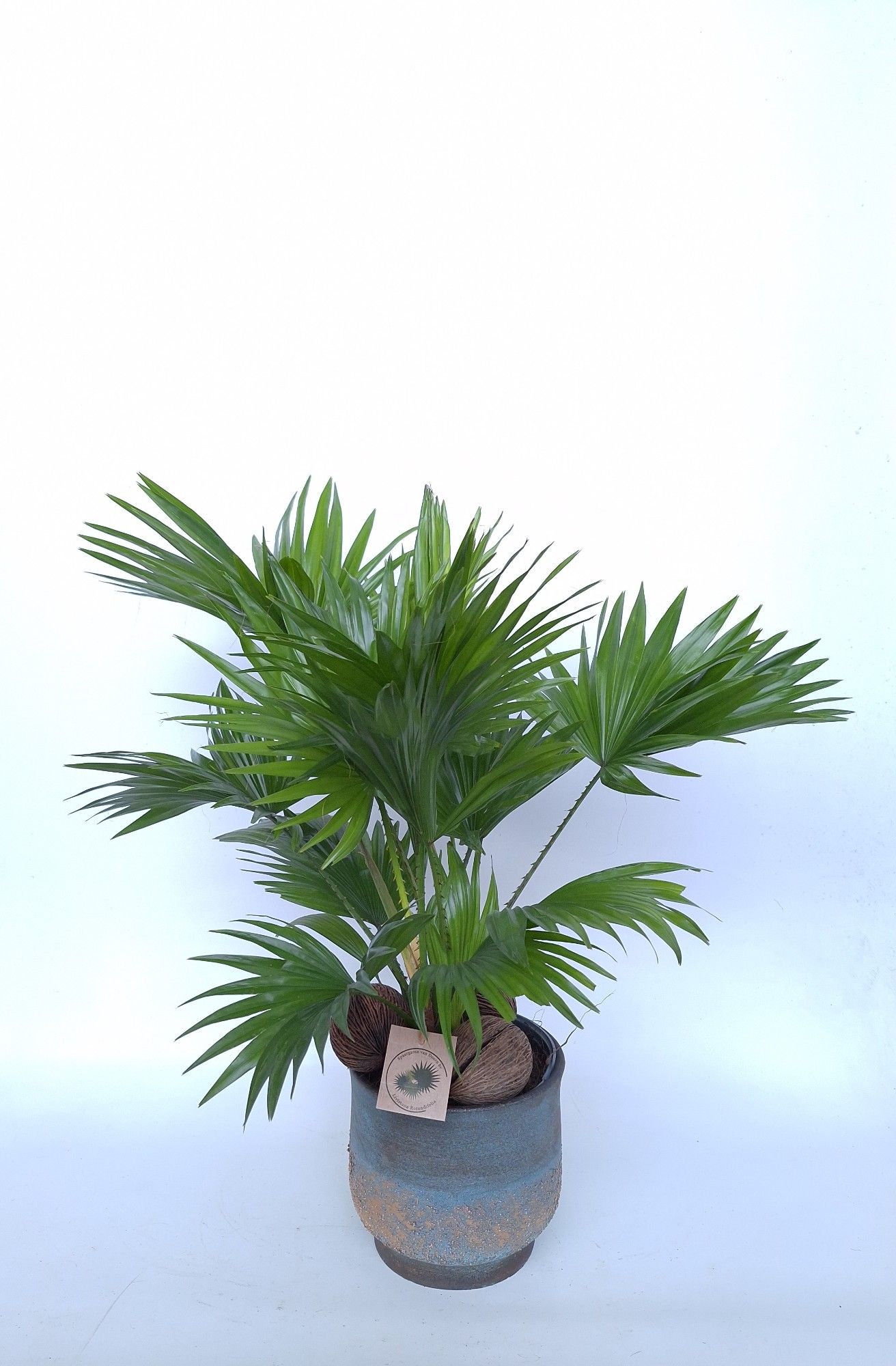 Livistona in Shirley sinly bleu D19, D 20