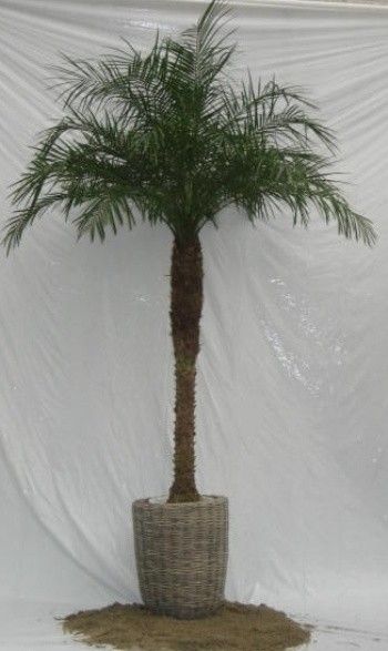 phoenix rob met fyto, D 40