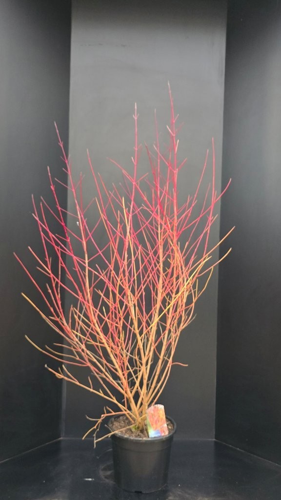 Cornus sanguinea 'Midwinter Fire', D 34