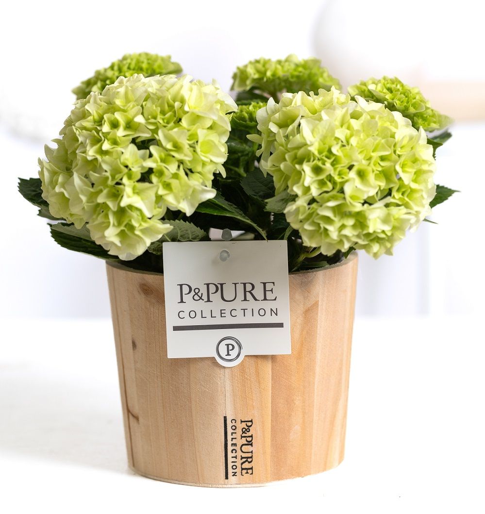 Hydrangea white in P&PURE Wood 5, D 10