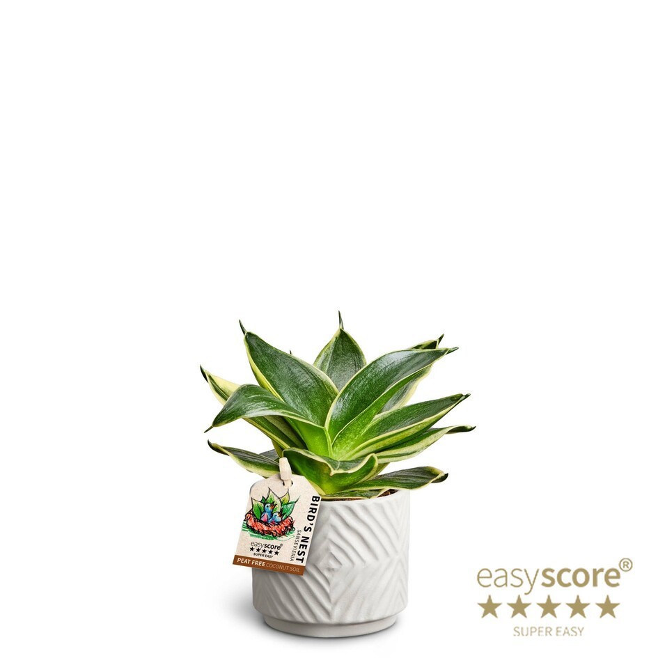 SANSEVIERIA TRIFASCIATA 40633325 Dune 'HAHNII', D 7