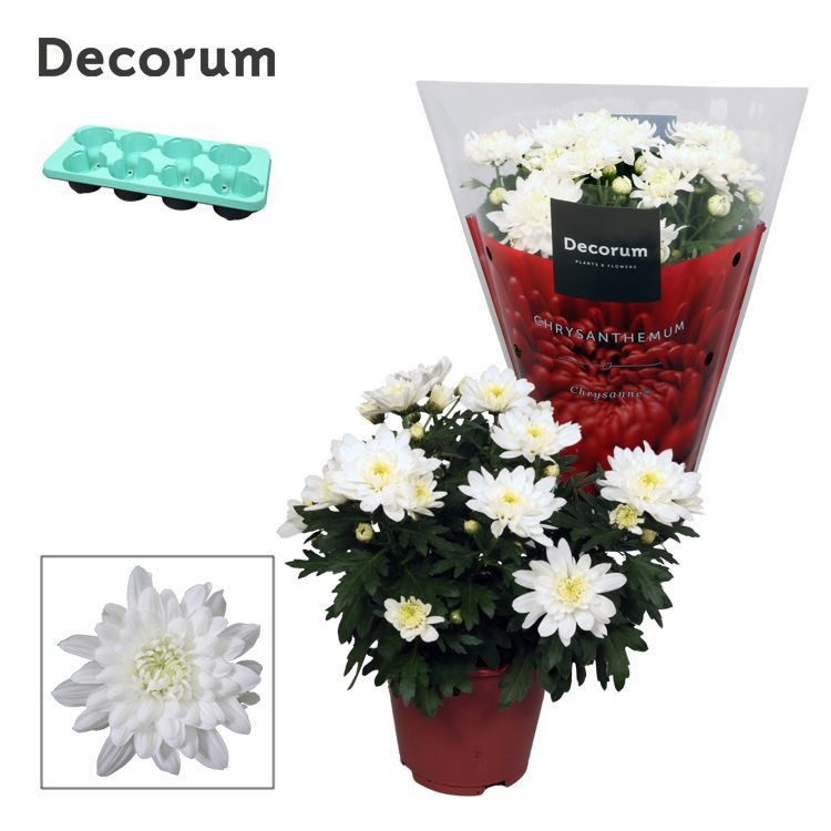 Chrysanne® Grandezza White, D 13