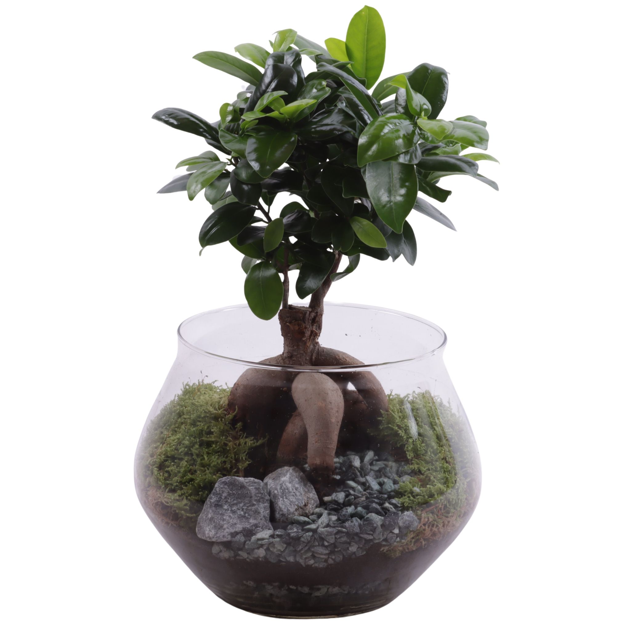 Ficus m. Ginseng Ø12cm in Glass UFO Vase Ø20cm, D 20