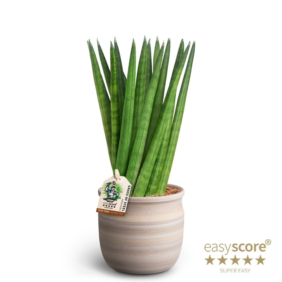 Maceta Sand, Spaghetti, D 10