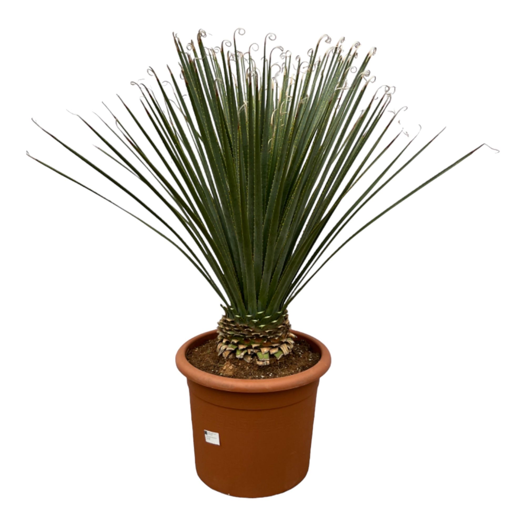 Dasylirion Longissimum - 130cm, D 35