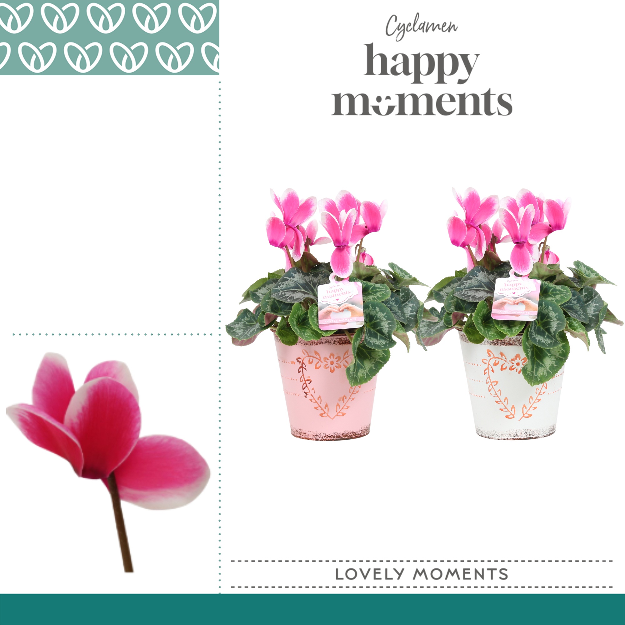 Cyclaam Lovely Moments in Ompot Aimee, D 12