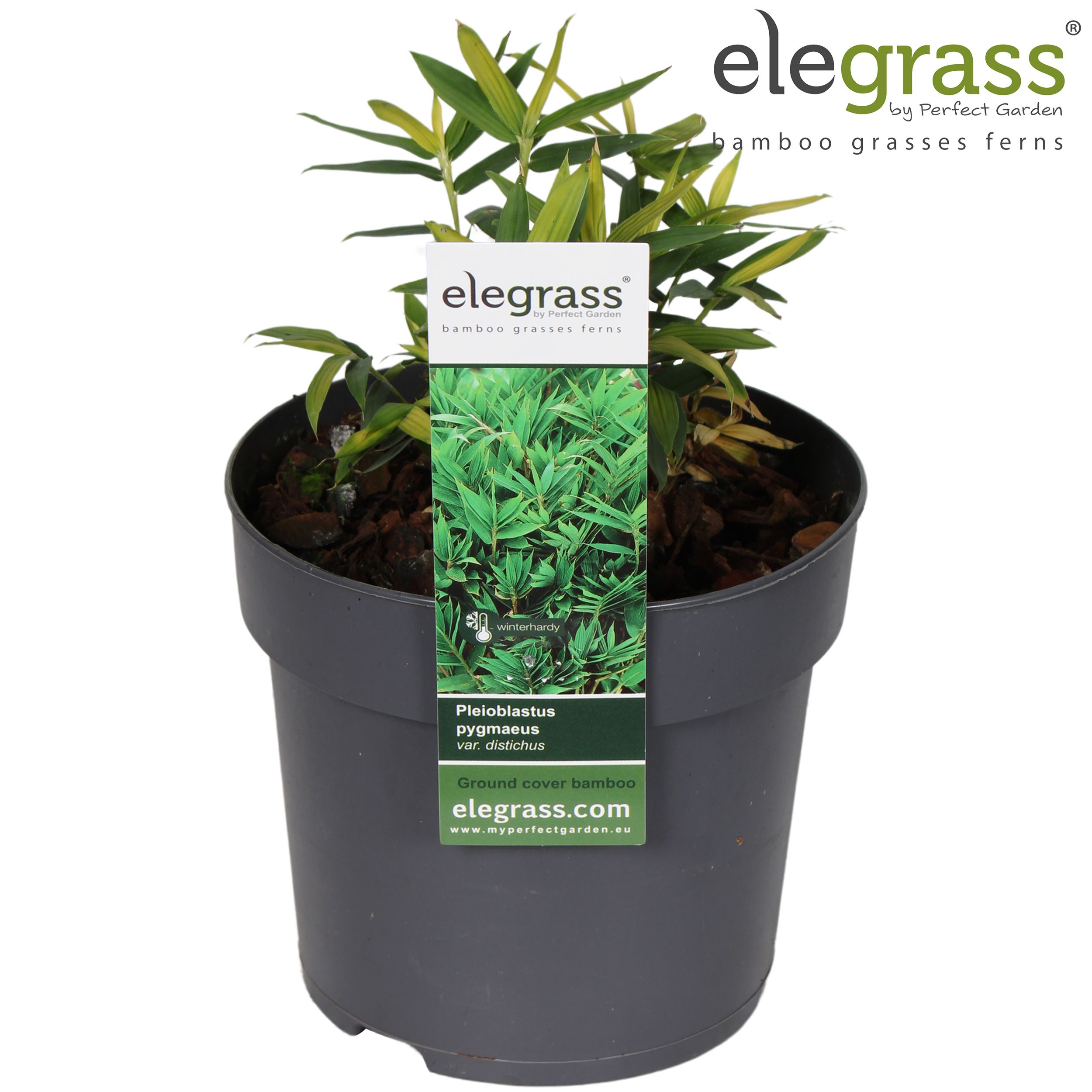 Pleioblastus pygmaeus 'Distichus' P14, D 14