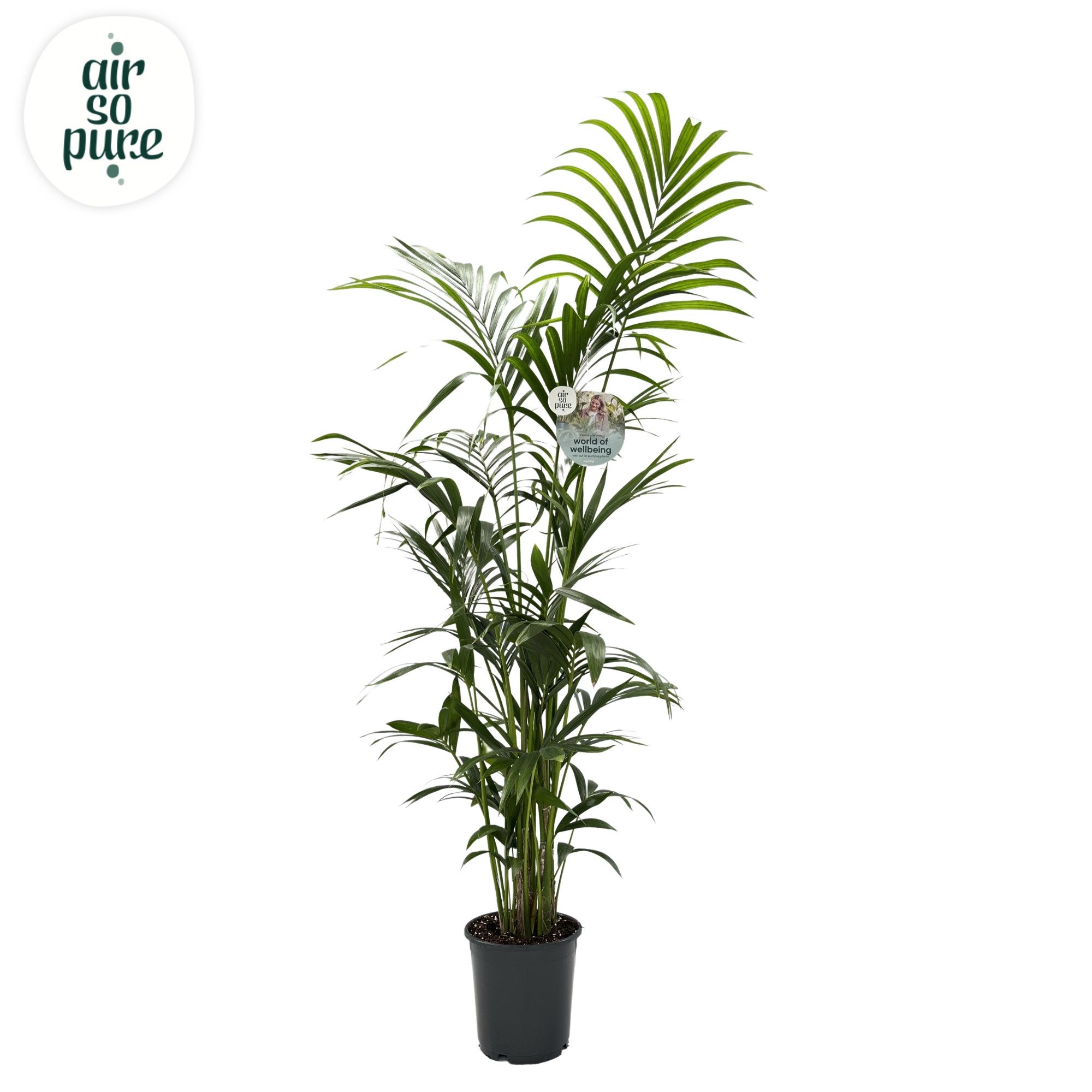 KENTIA - P24 H170 - 6PP - Air So Pure (howea forsteriana), D 24