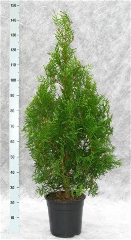 Thuja occidentalis 'Brabant', D 27