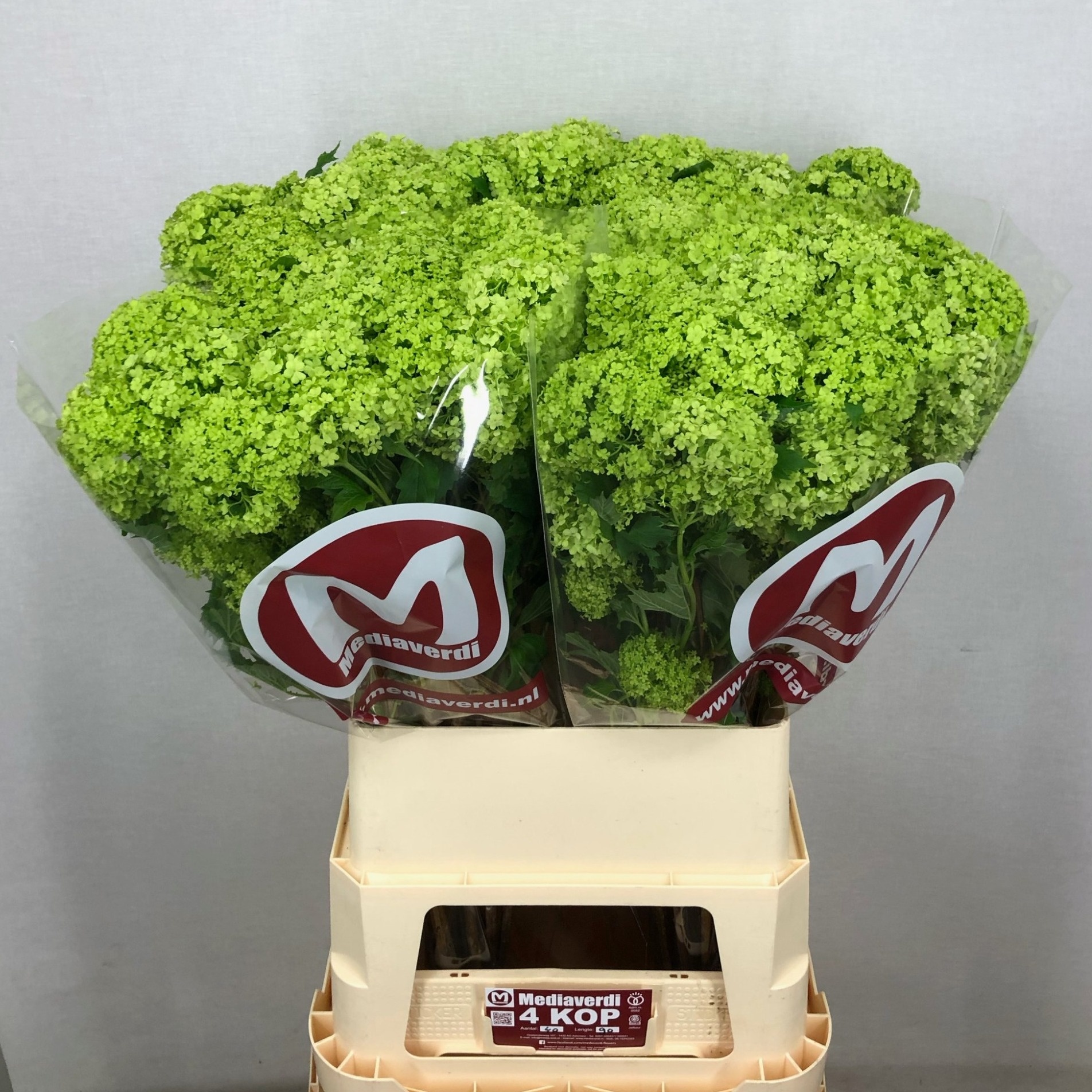 Вибурнум Розеум 90 (зел.), шт.