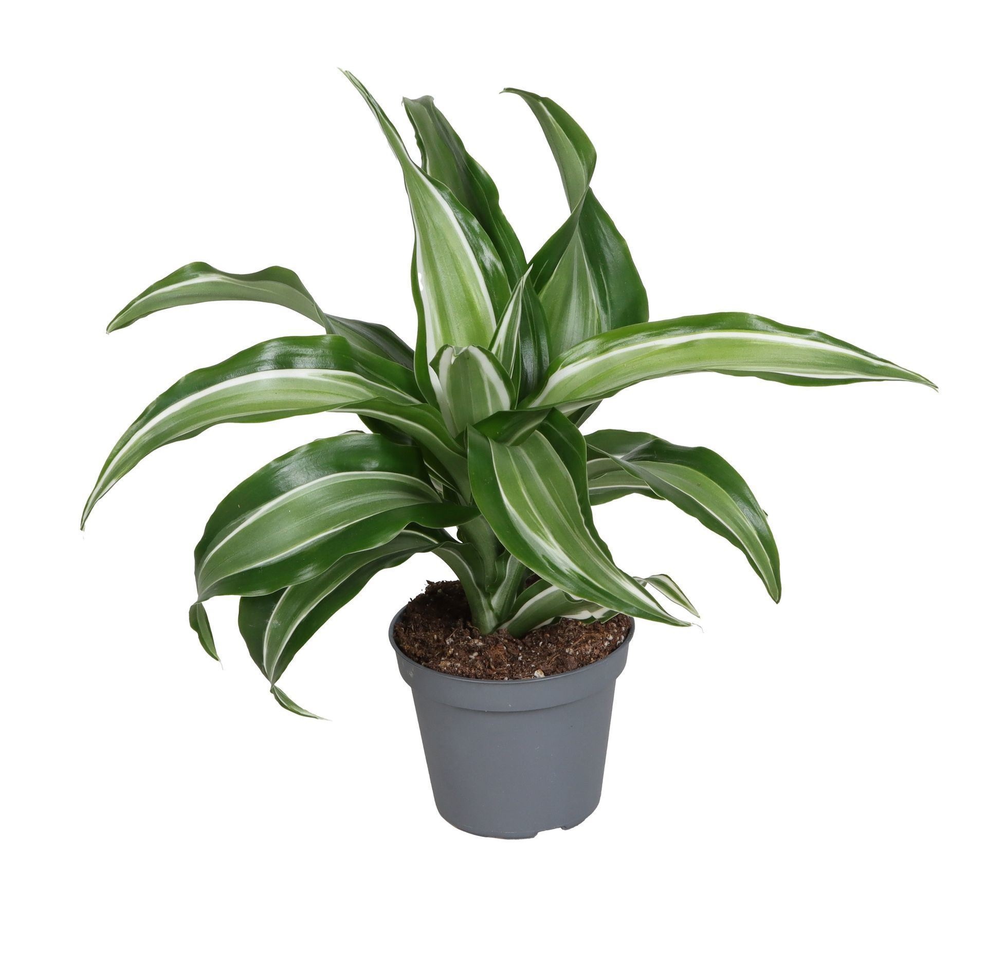 Dracaena Dragontree� Kanzi, D 6