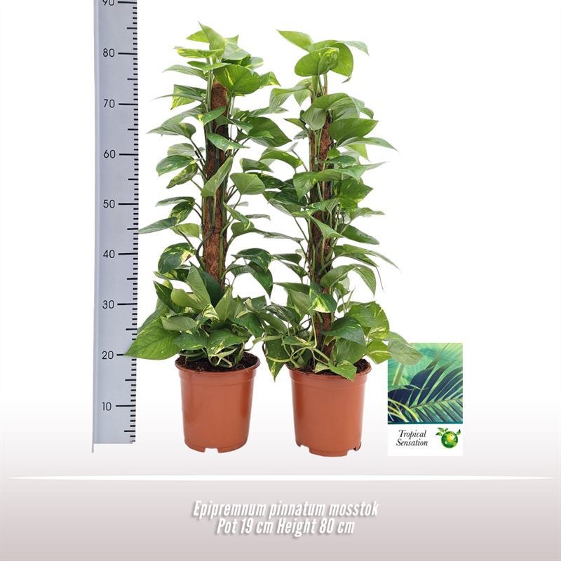 Epipremnum pinnatum mosstok, D 19