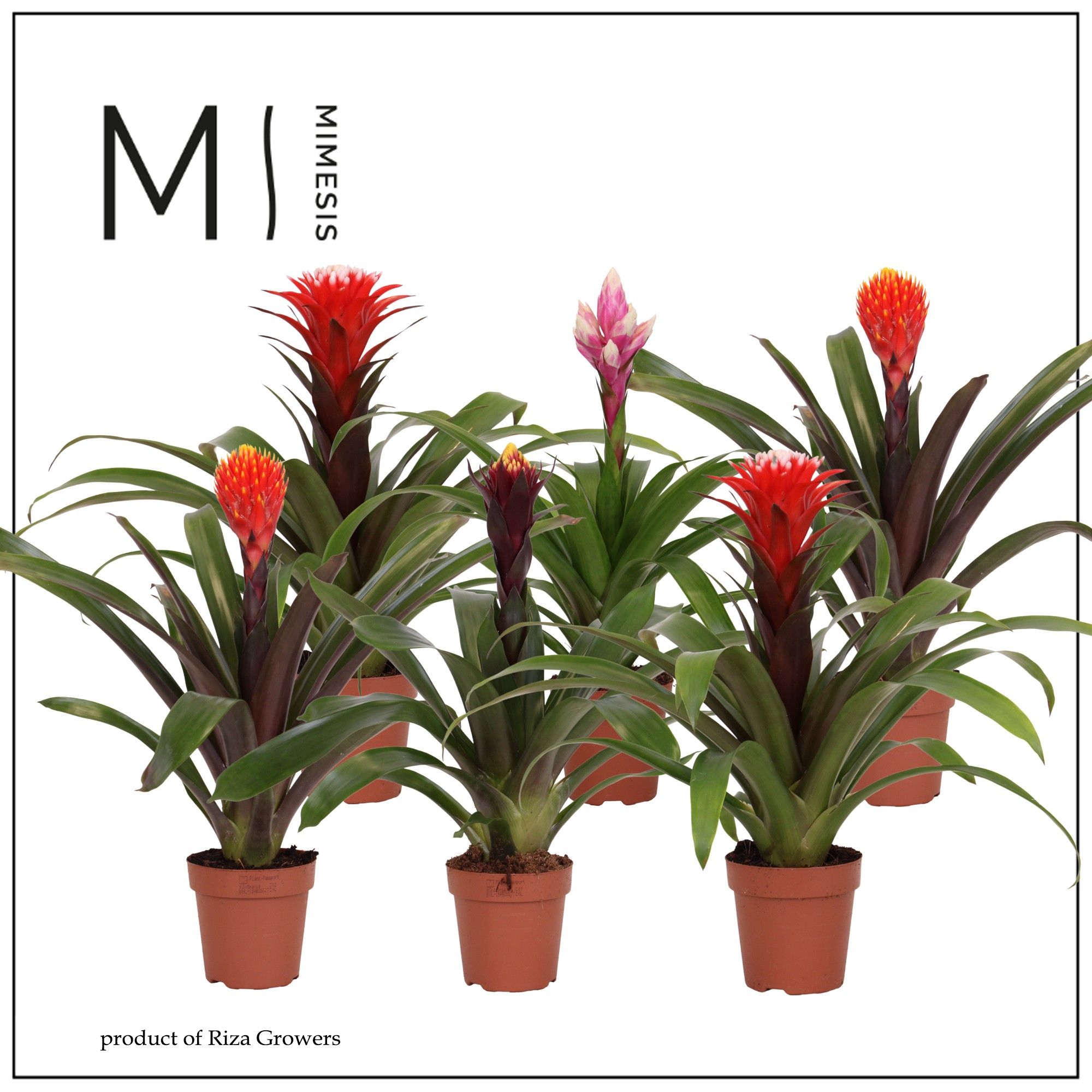 Guzmania Rockyflower - 12cm | Mimesis, D 12