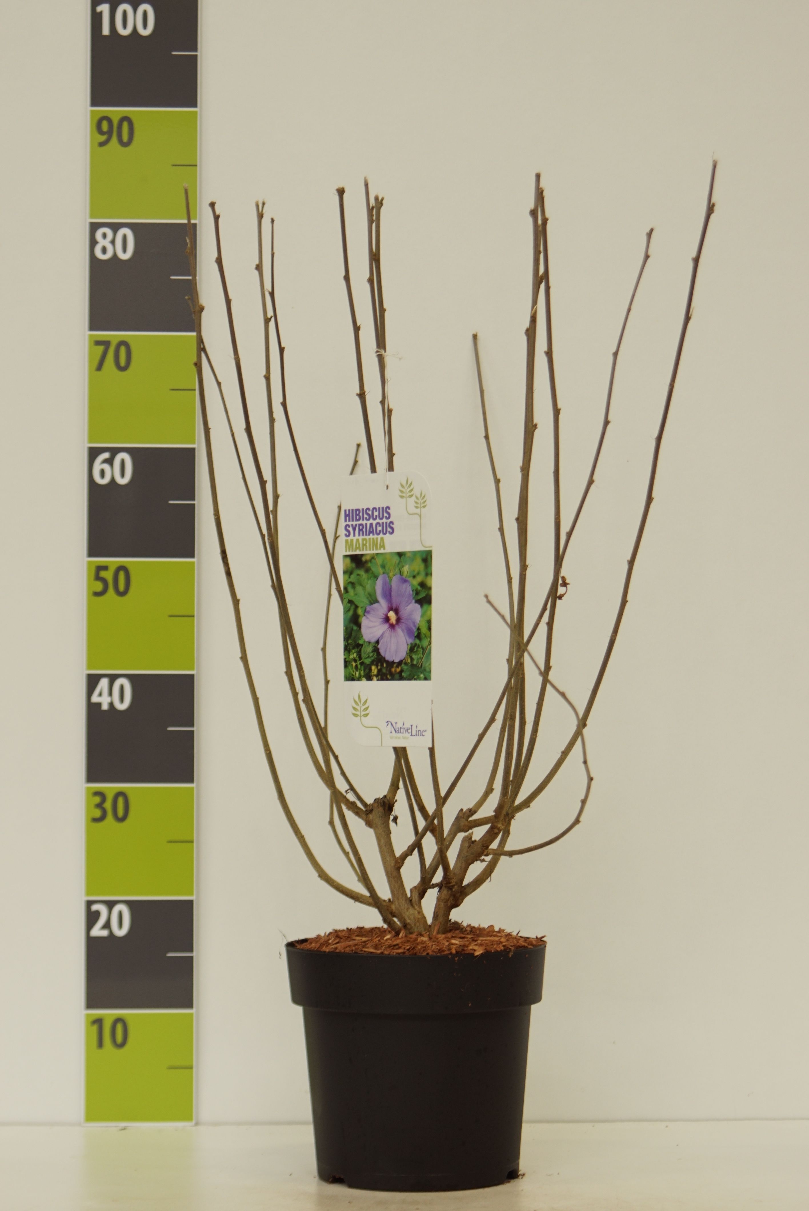 Hibiscus syr. 'Marina' C 4,6, D 23