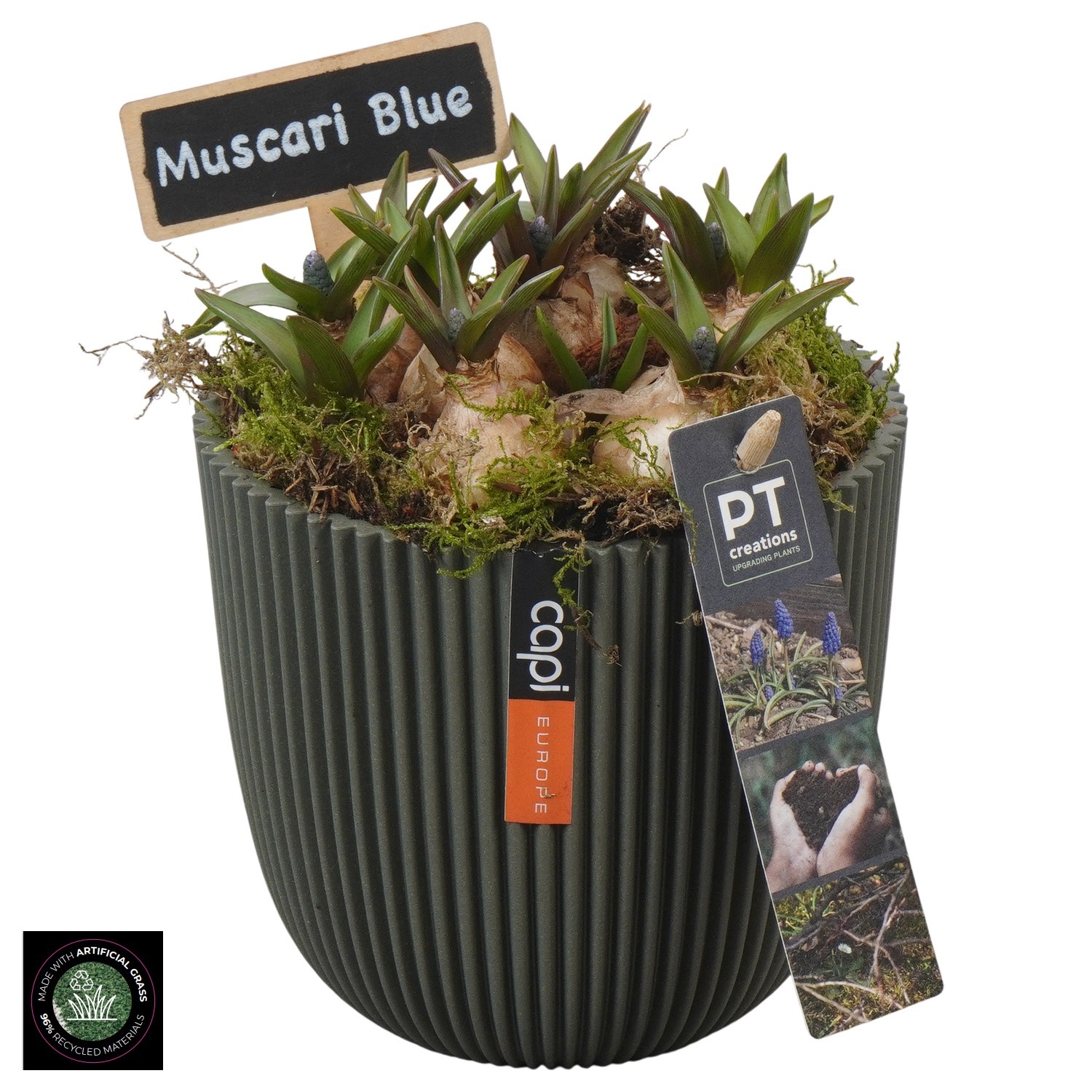 PTMB6299 Arrangement Muscari Blue in Capi pot, D 13
