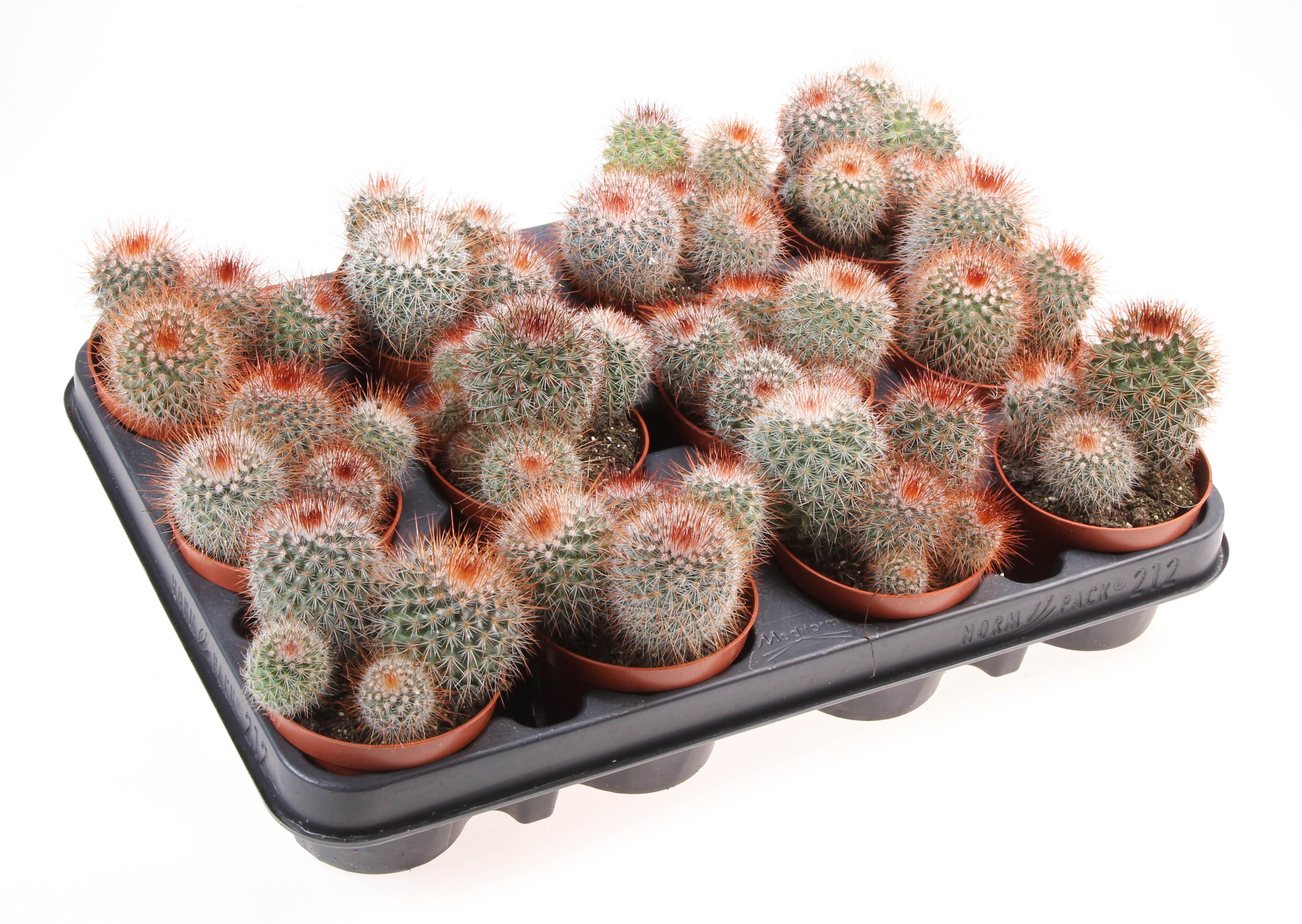 Mammillaria spinosissima, D 8,5