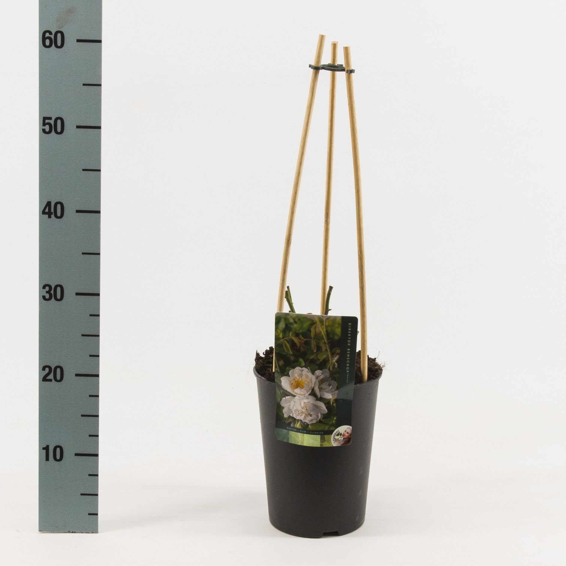 Rosa Klimrozen sortiment / Licentie vrij, D 17