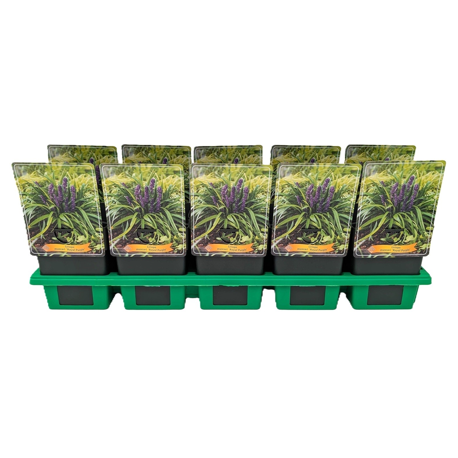 Liriope muscari 'Royal Purple' P11, D 11