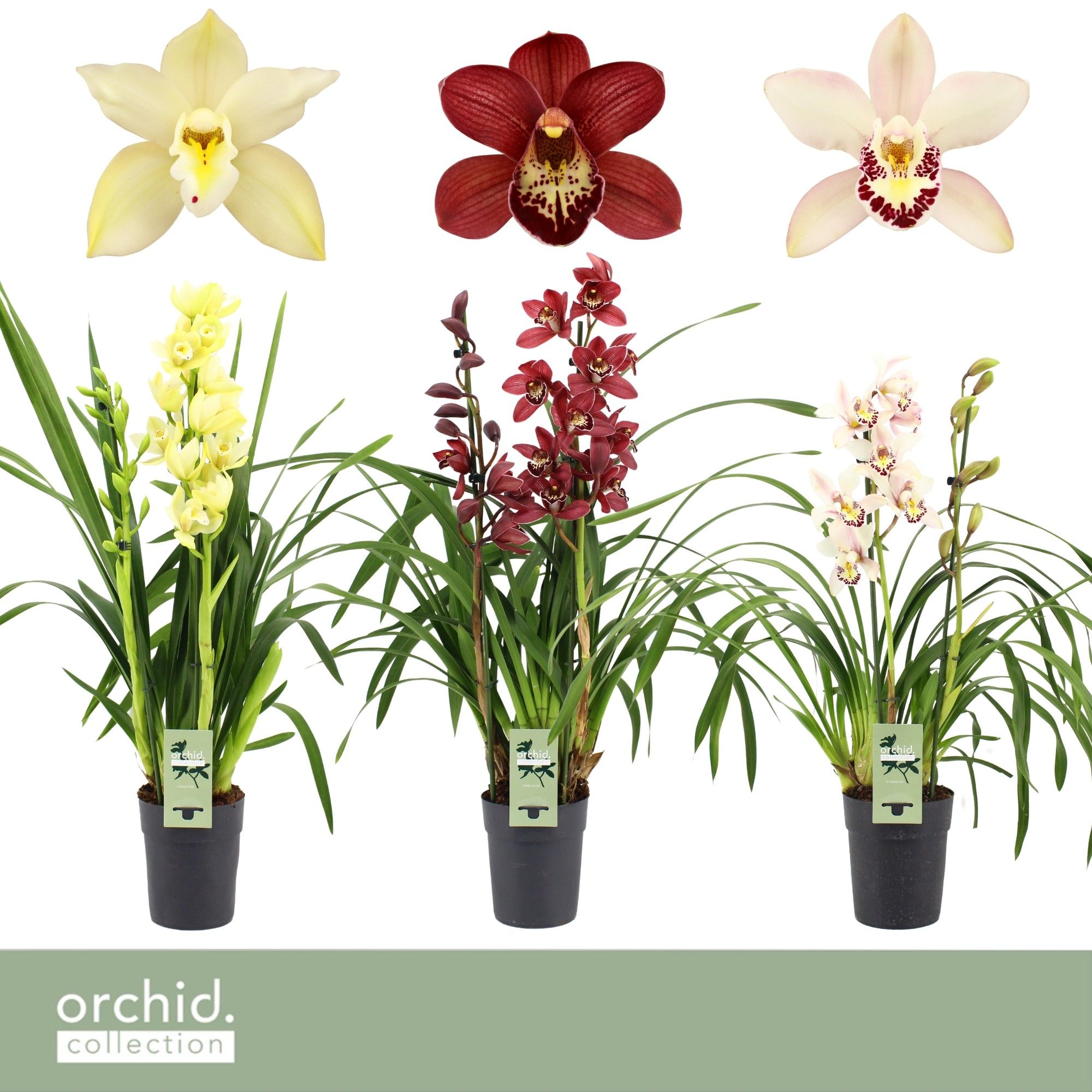 Cymbidium, Mix 2-spike P14 'Orchid Collection', D 14