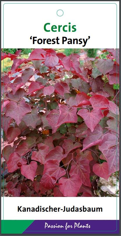 Cercis can. 'Forest Pansy' 50-60C10, D 28