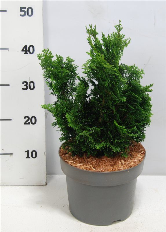 Chamaecyparis o. 'Nana Gracilis', D 23