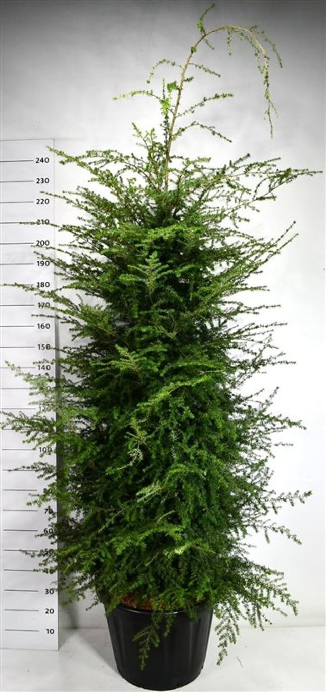 Tsuga heterophylla, D 58