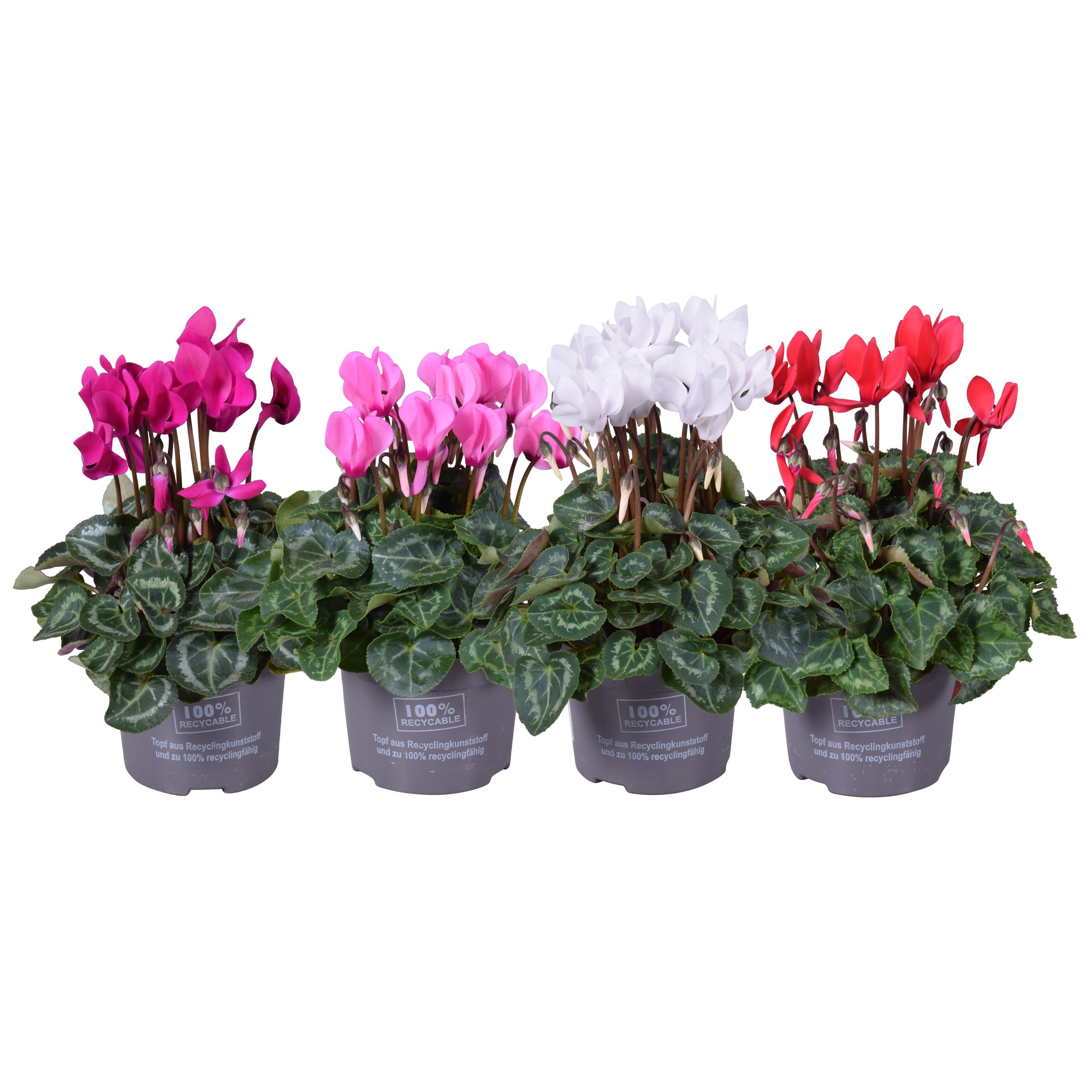 cycl mini mixLAAG op kleur, D 10,5