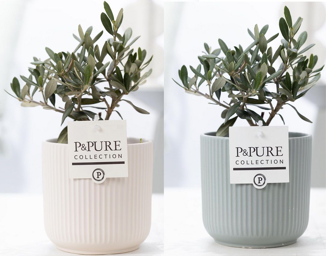 Olea Europaea in P&PURE Sophie ceramics ass. 2, D 12