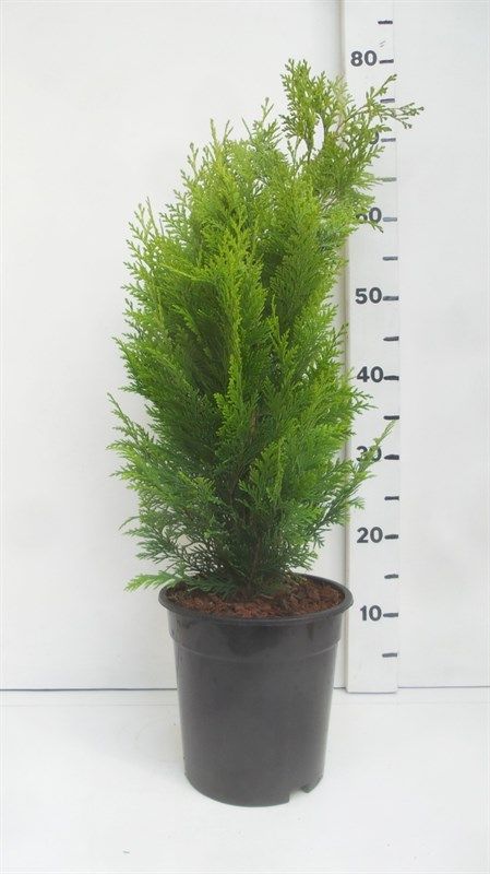 Chamaecyparis l. 'Stardust', D 19