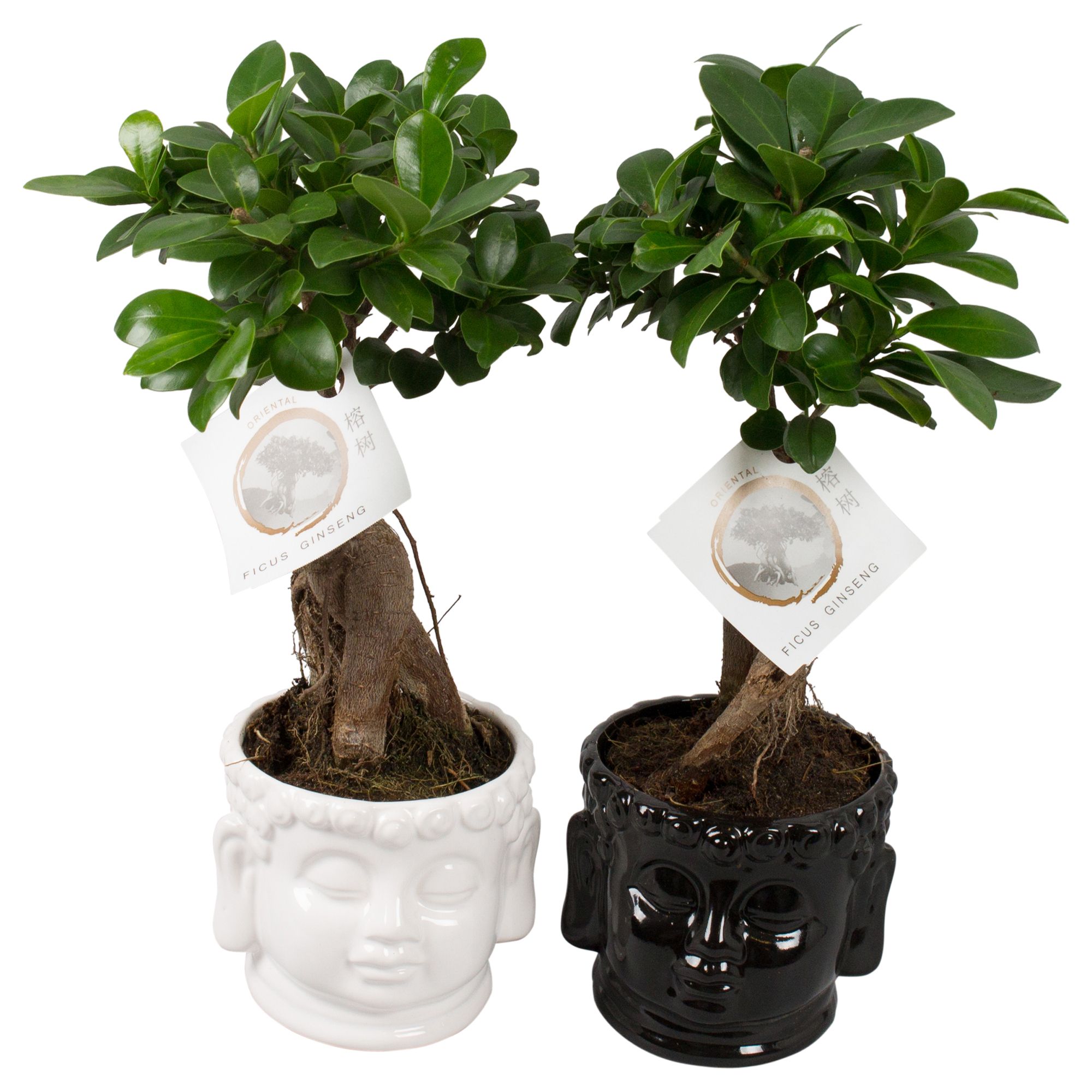 Ficus m. Ginseng pot ø12cm in ø15cm Buddha head Black/White, D 15