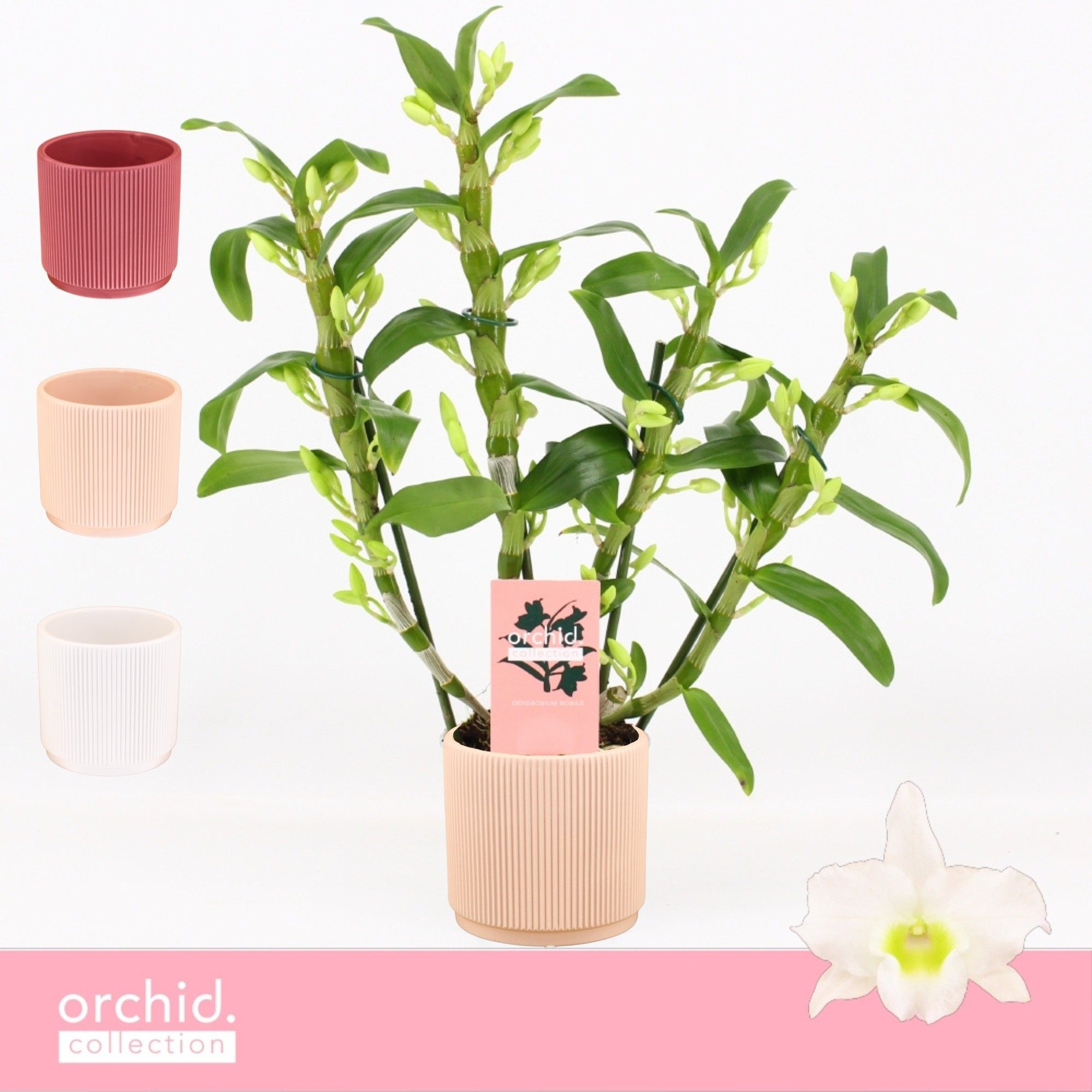 Dendrobium Nobilé, Apollon 4-spike Compact in Horizon Ribble 'Orchid Collection', D 12