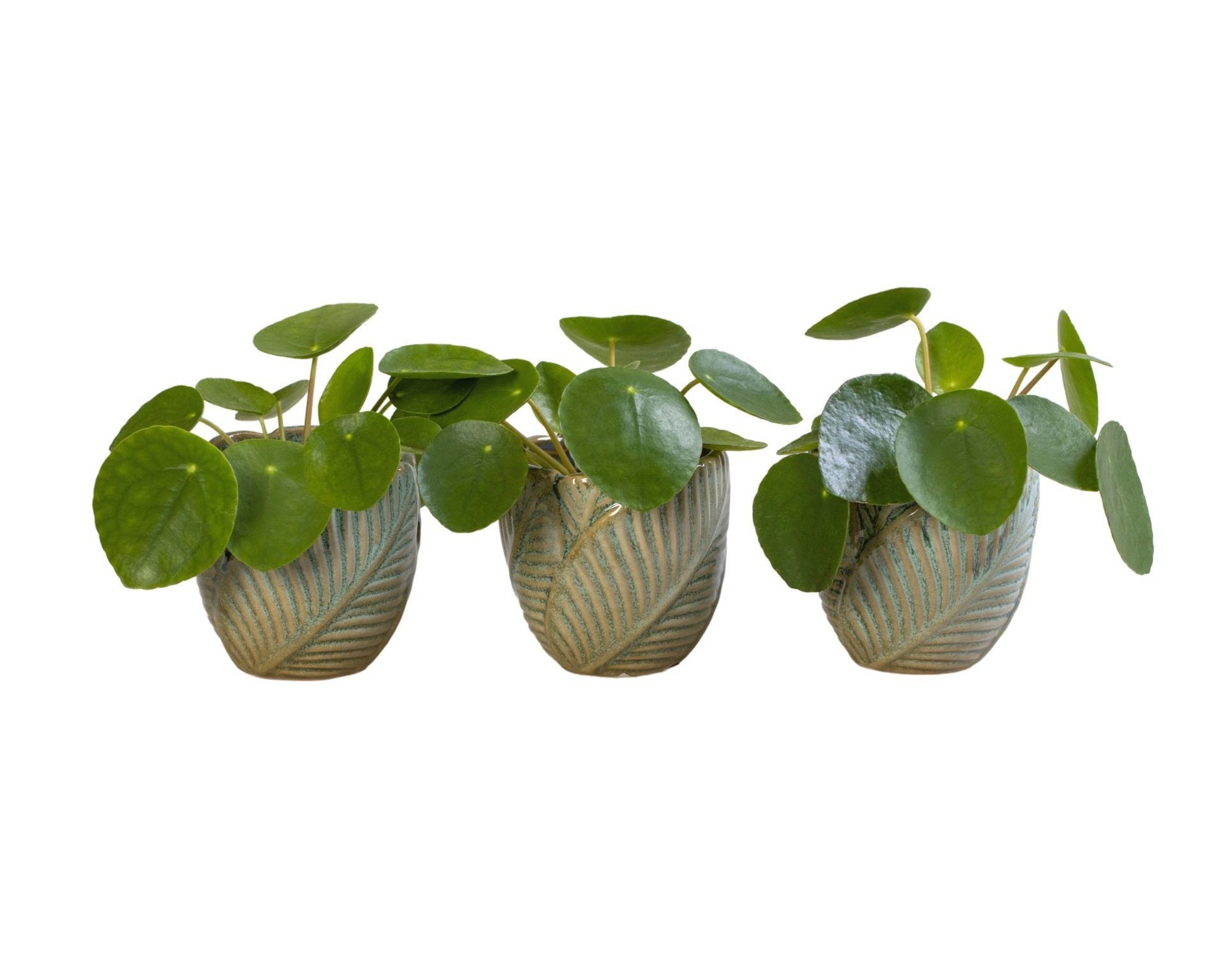 L 65965 with Pilea Peperomioides 6 cm, D 6